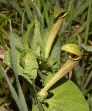 Aristolochia pallida / Aristolochia pallida